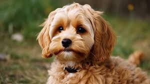 brown cavapoo dog