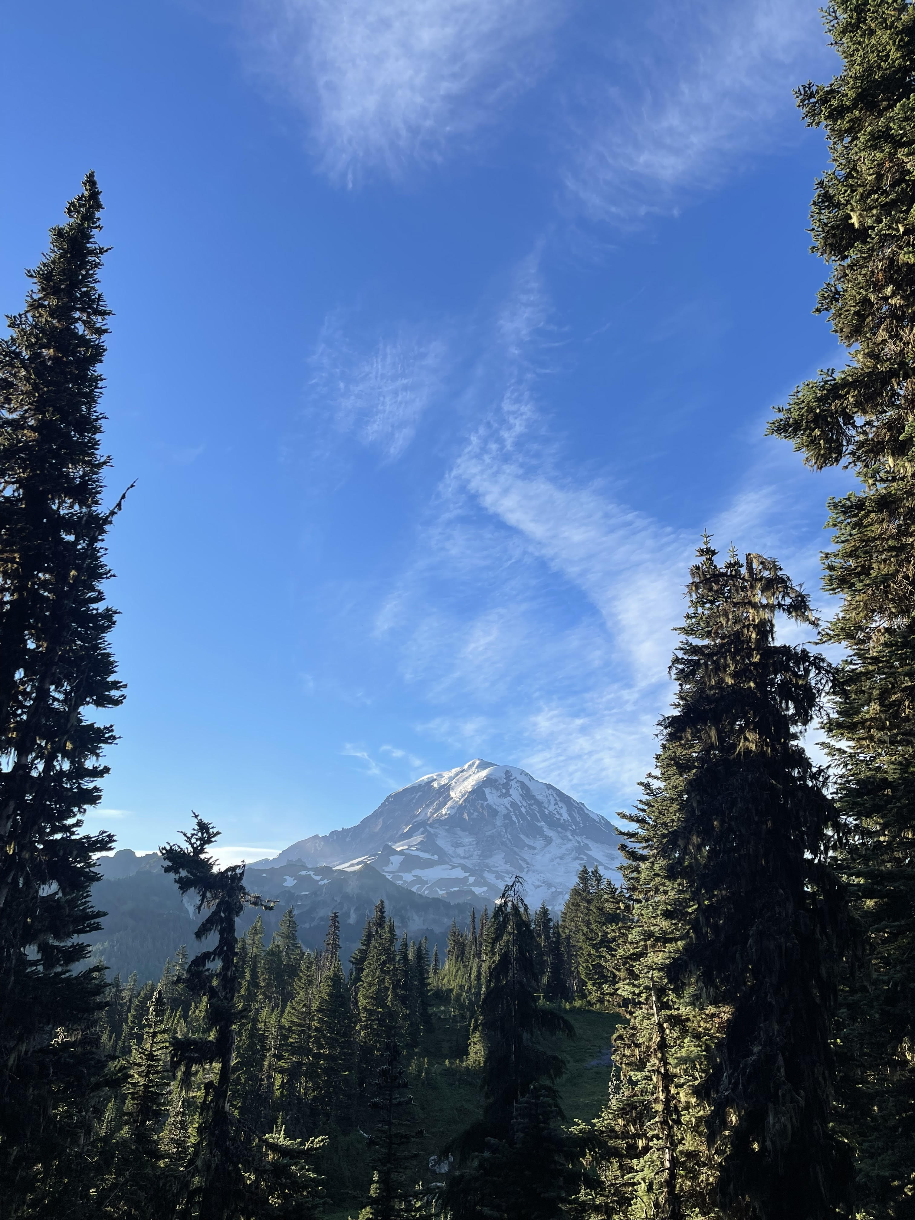 Mount Rainier fraimed by trees
