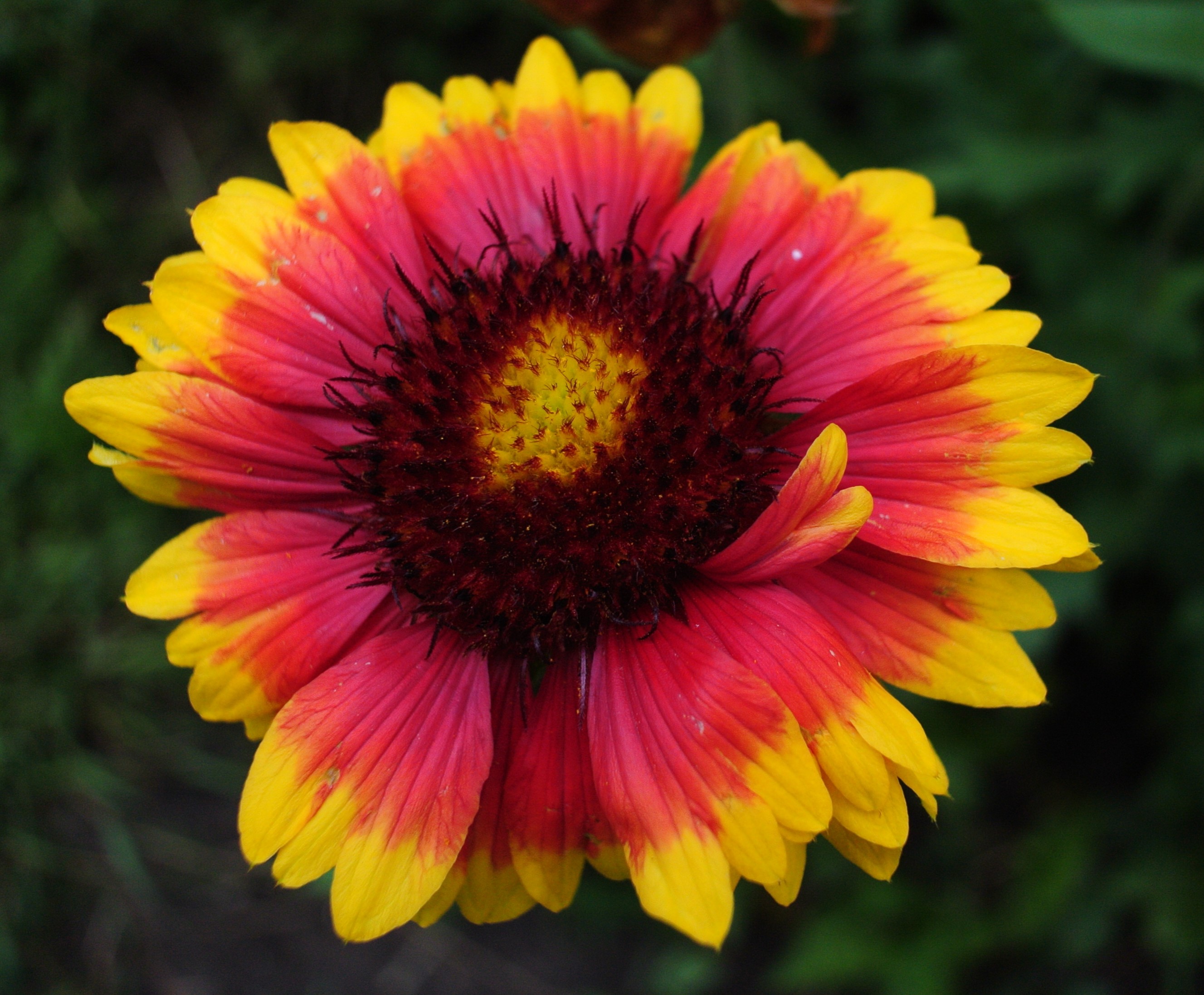 Gaillardia flower