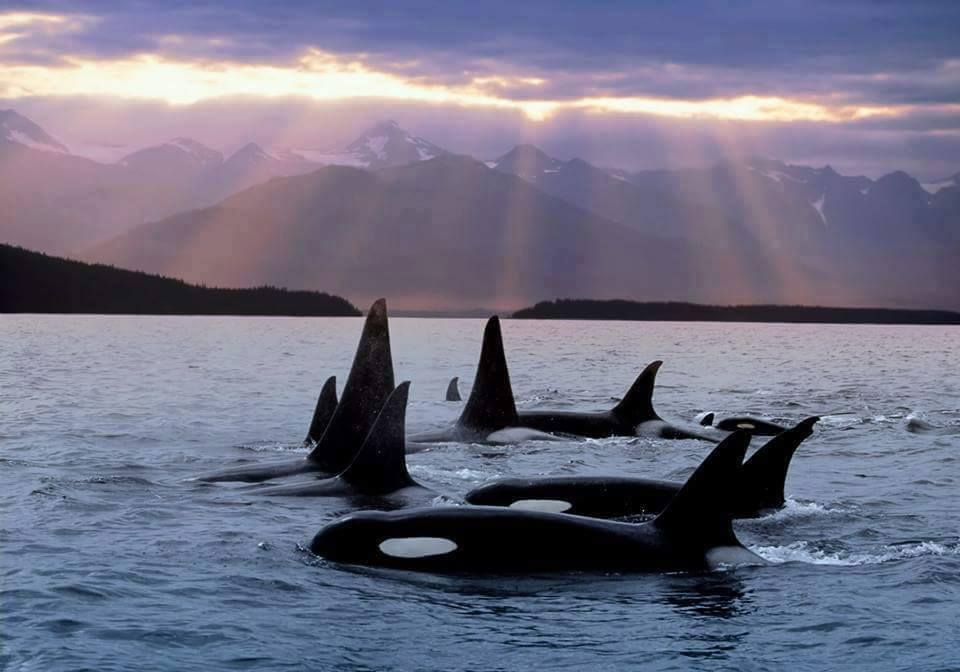 A pod of killer whales