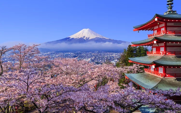 Mount Fuji with Cherry Blossoms