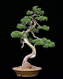 Bonsai