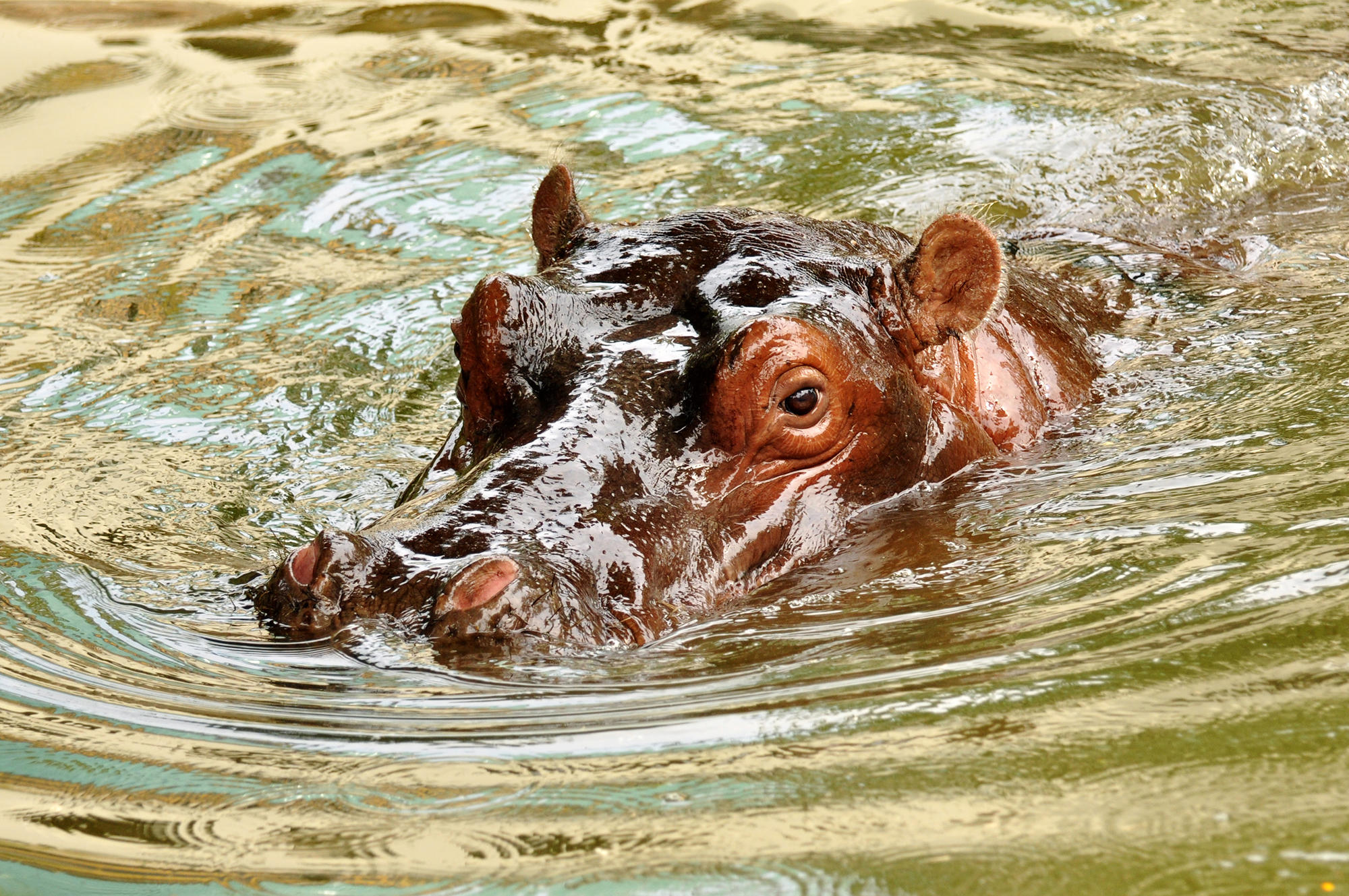 Hippo bathing in thermal water