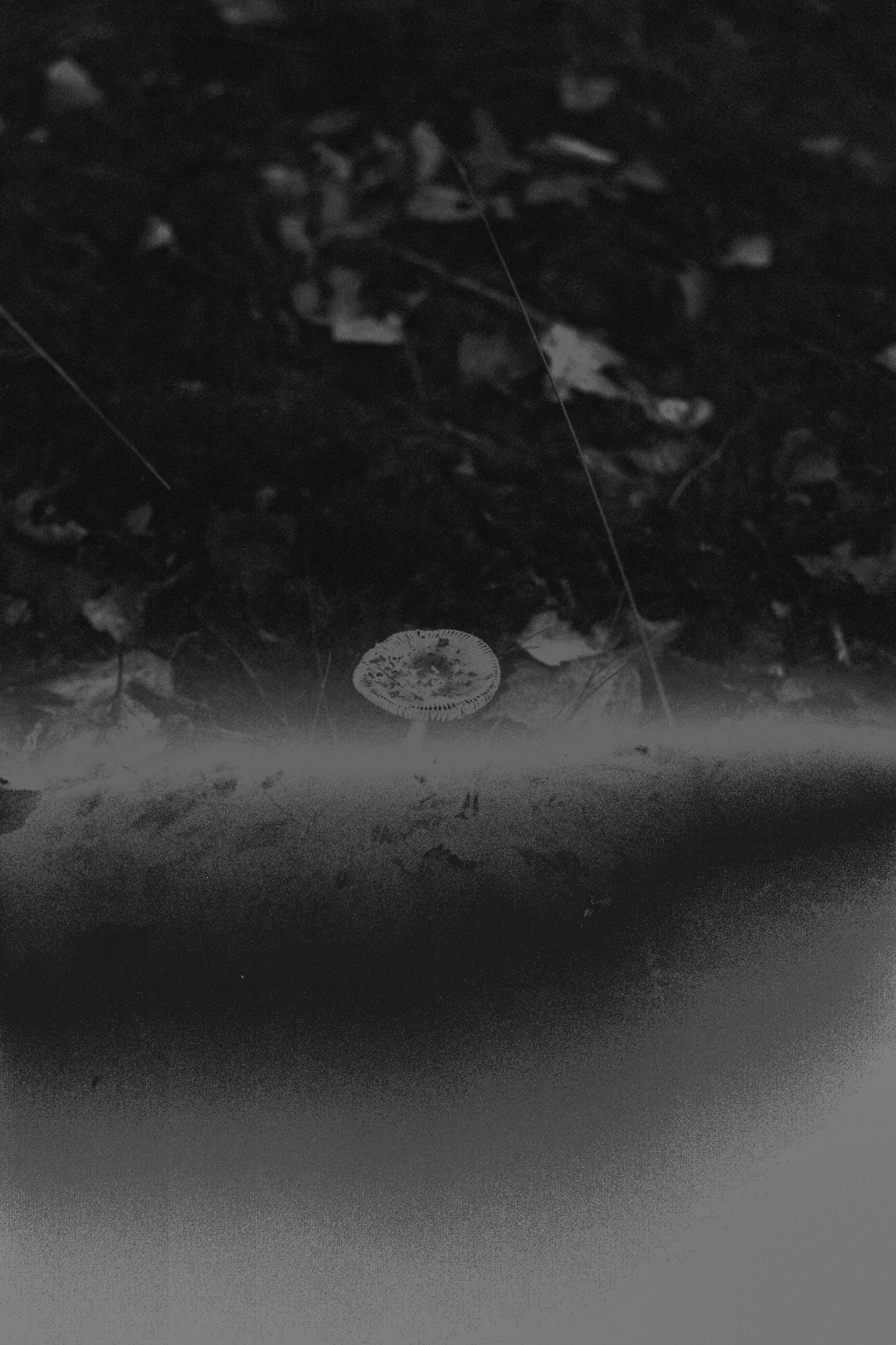 Analog nature landscape with mushroom