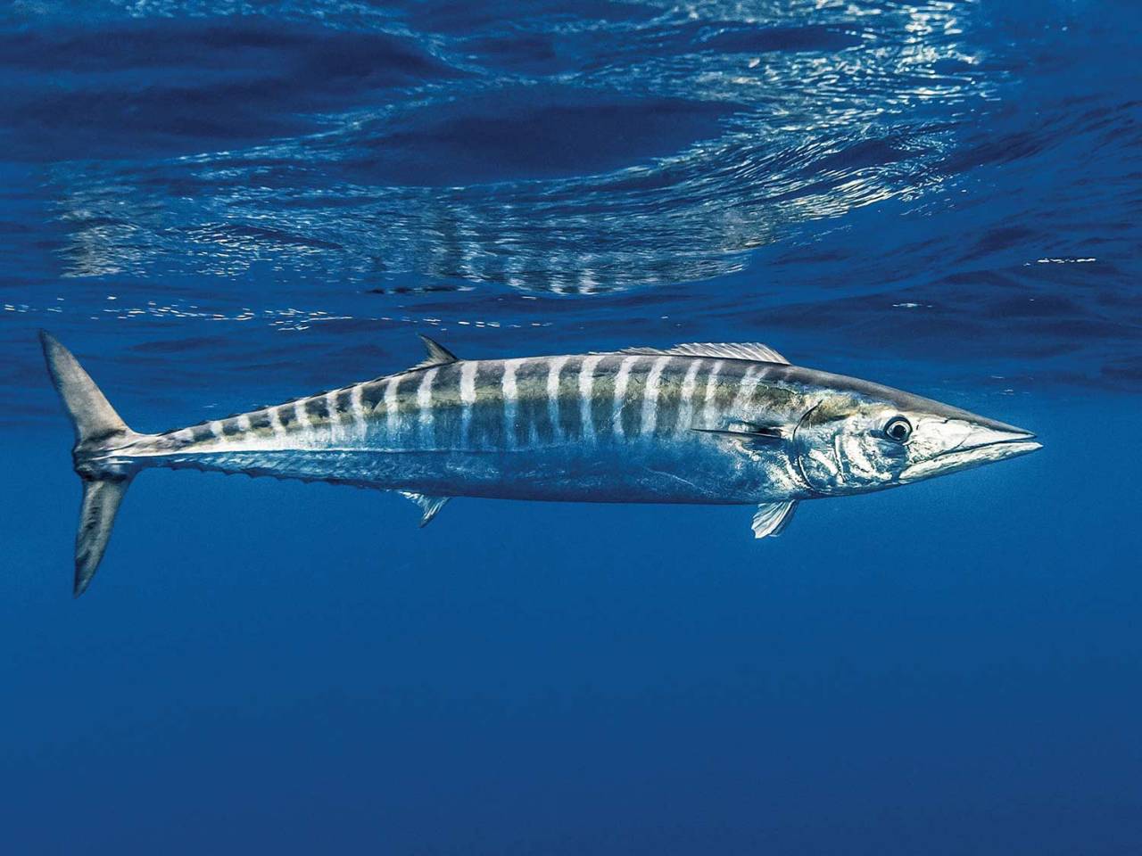 striped-wahoo