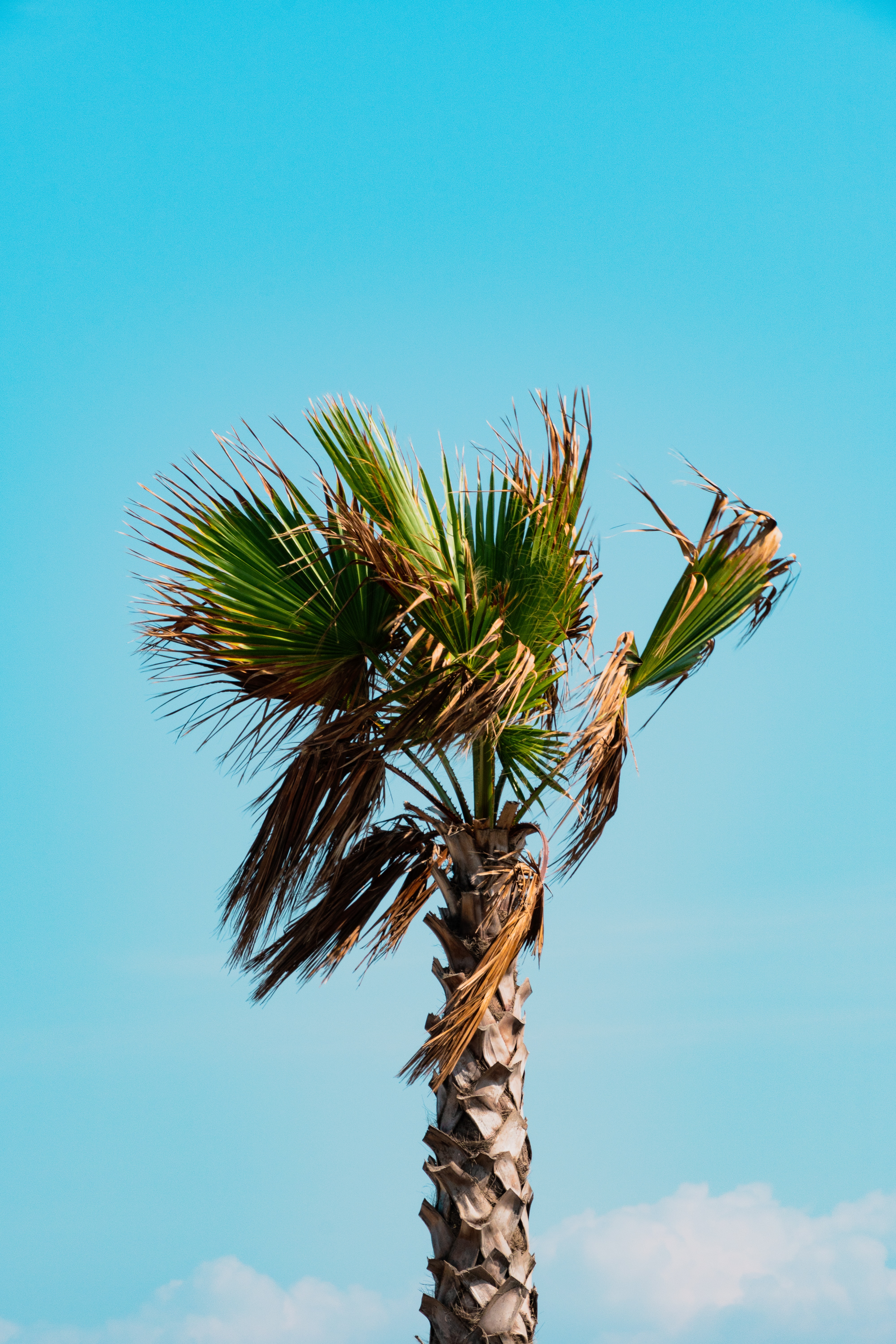 palm tree