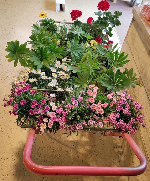 Gardening starter kit