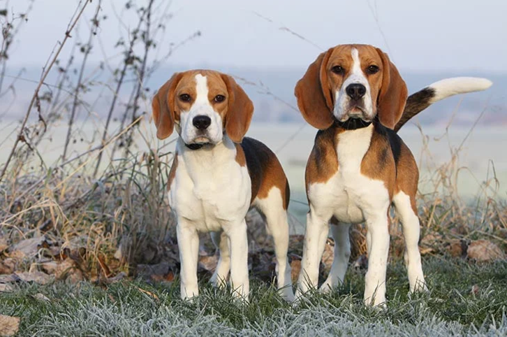 Tri-color Beagles