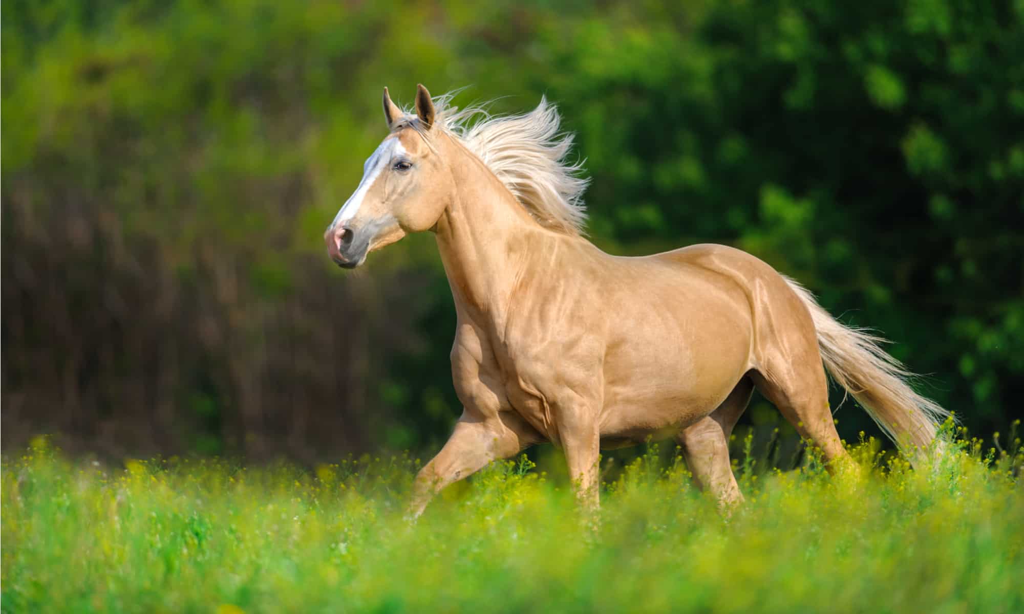 Palomino Horse