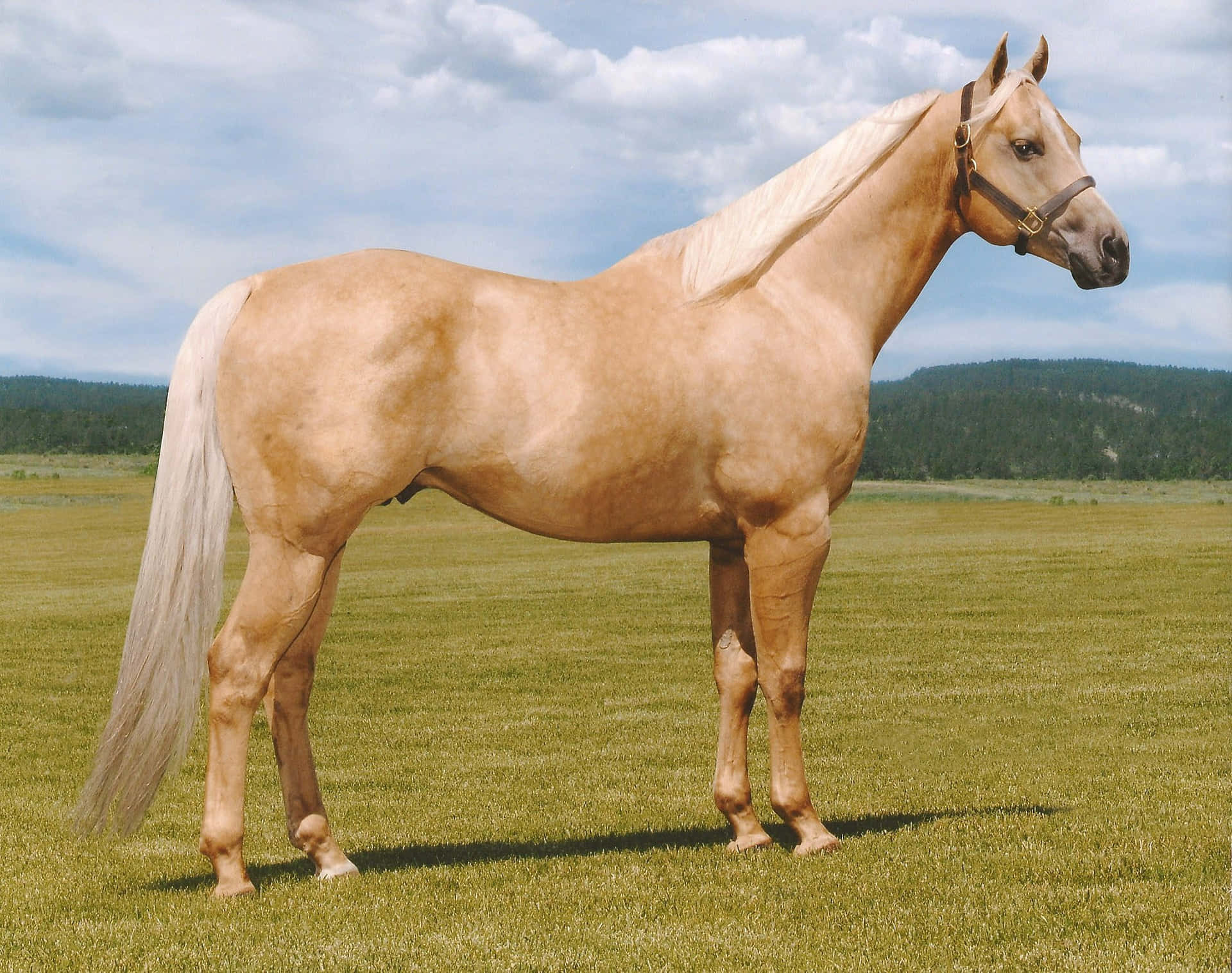 Palomino Horse
