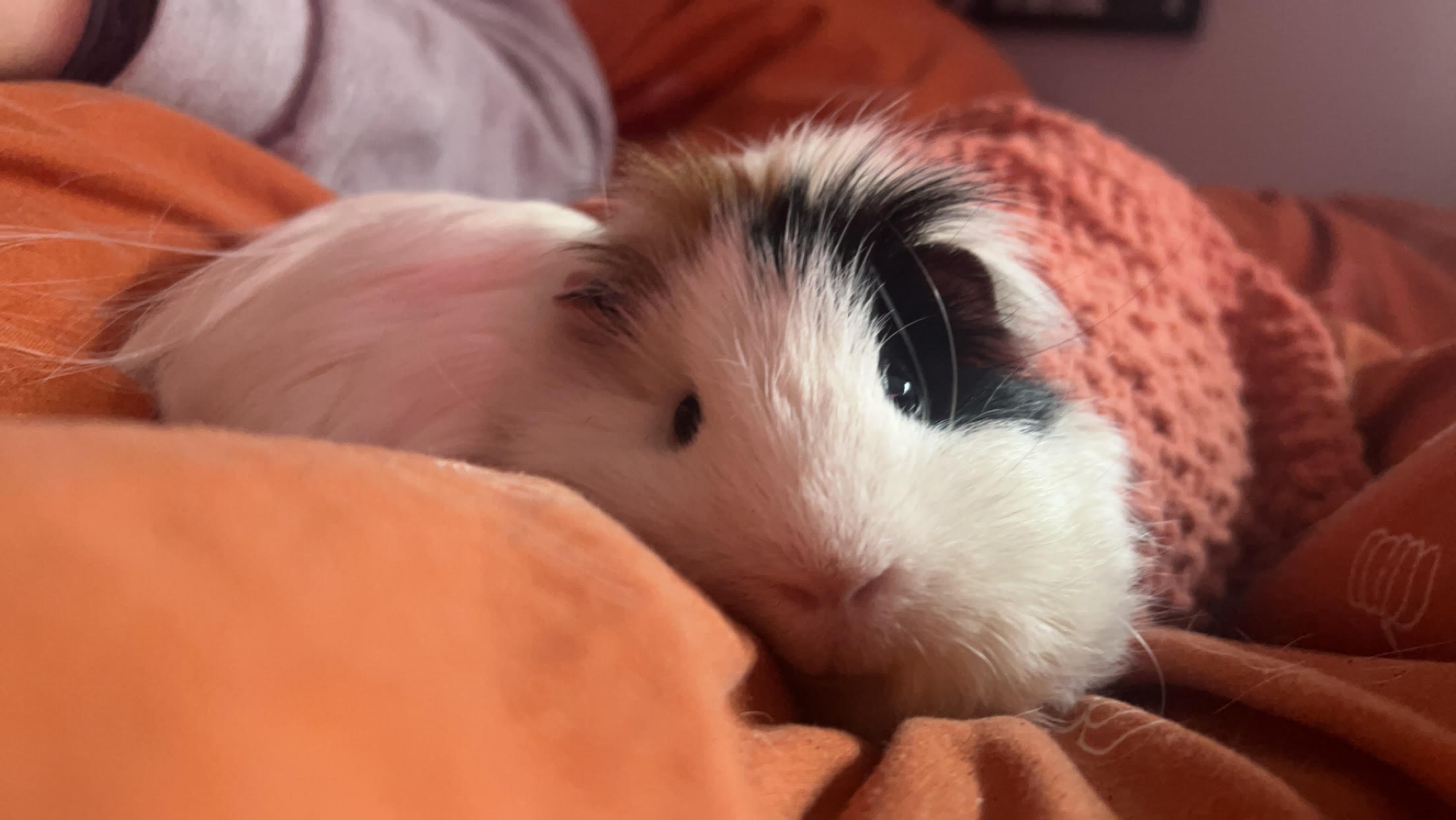 Guinea Pig
