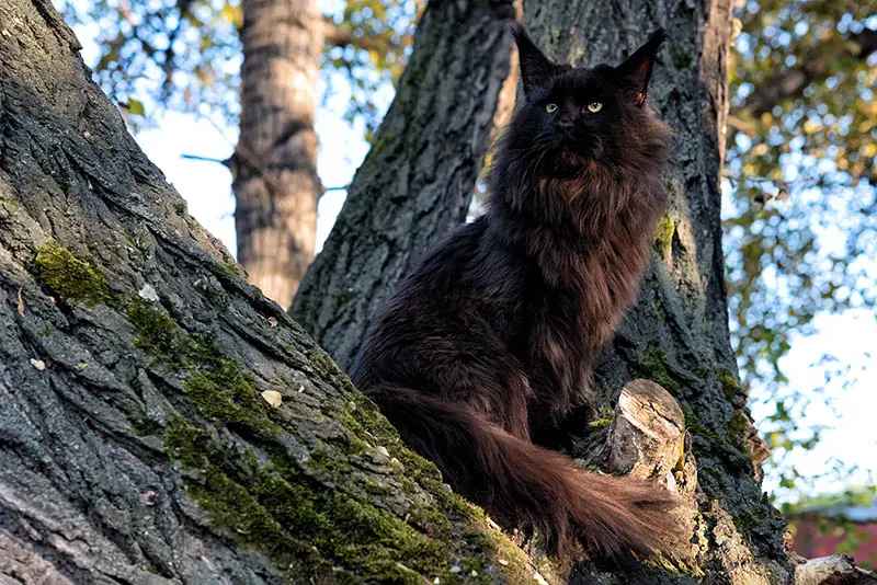 Maine Coon