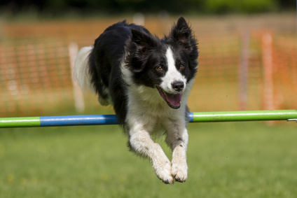 Agility Training Border Collies
