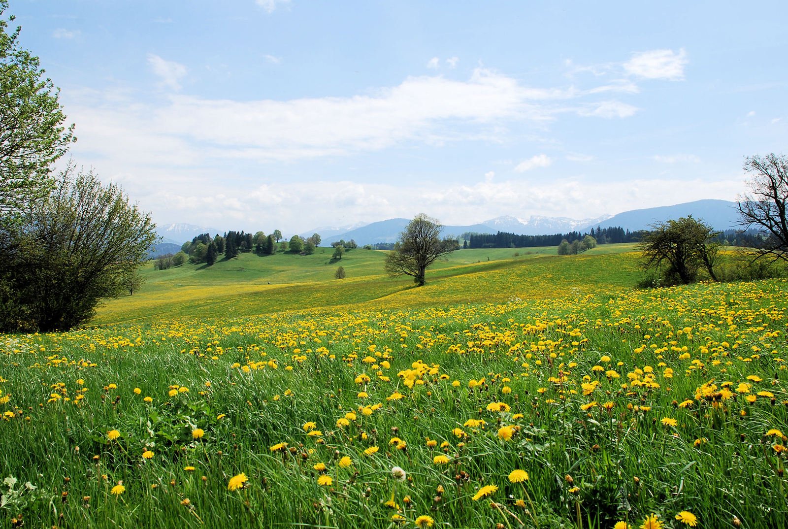 Image of a meadow with dandelions.