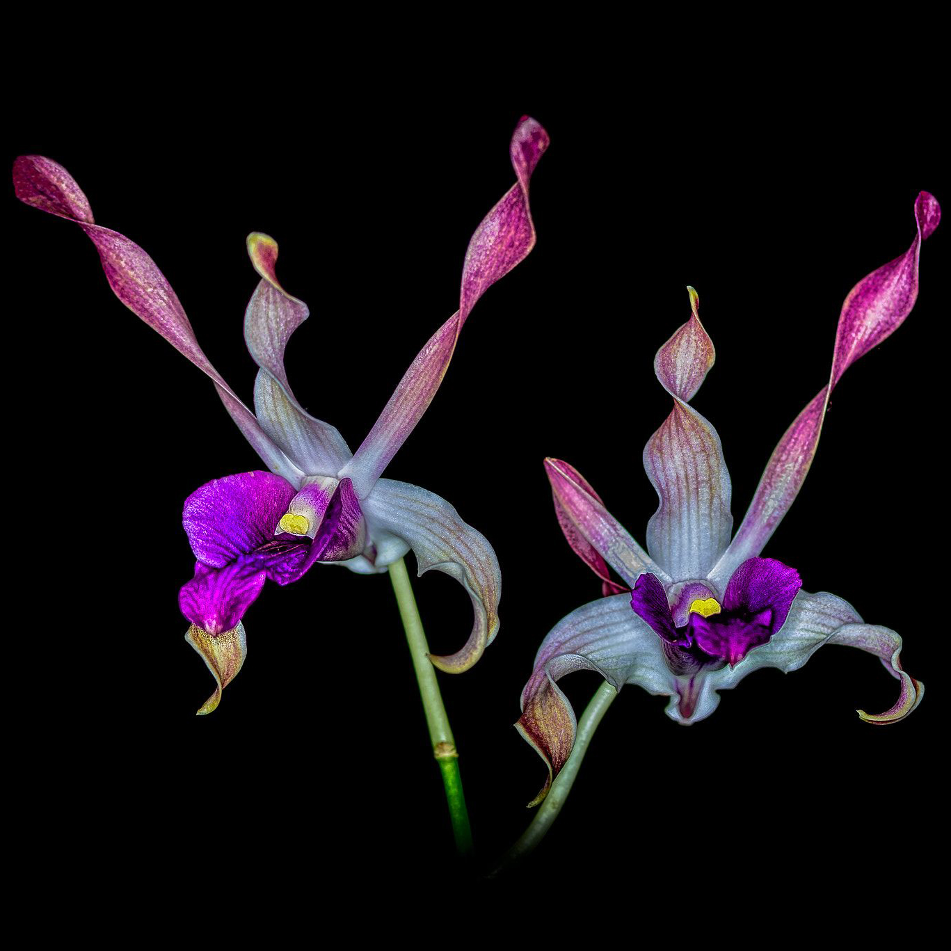 Wild Orchids