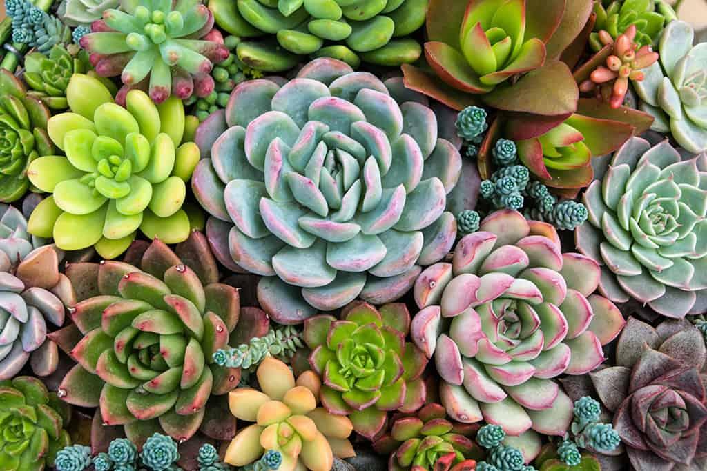 mixed succulents