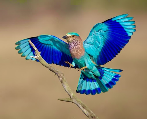 Bird with bright colors