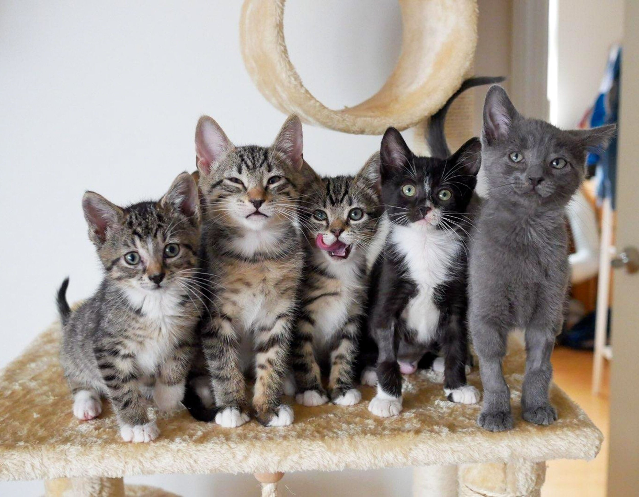 Group of kittens
