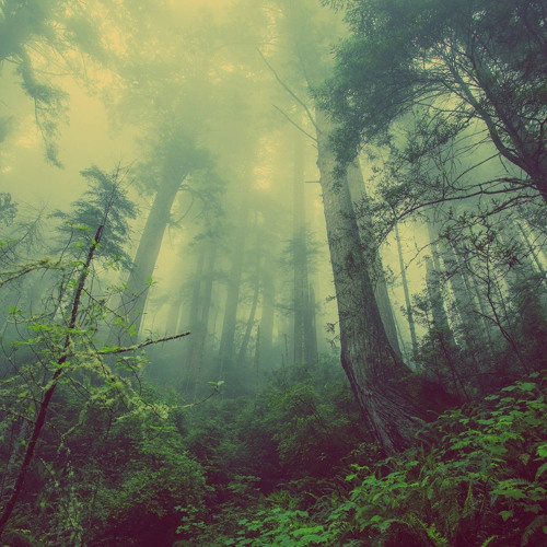 Image of dark mysterious Woods