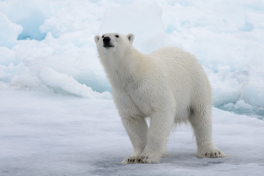 wild polar bear on ice in the arctic sea