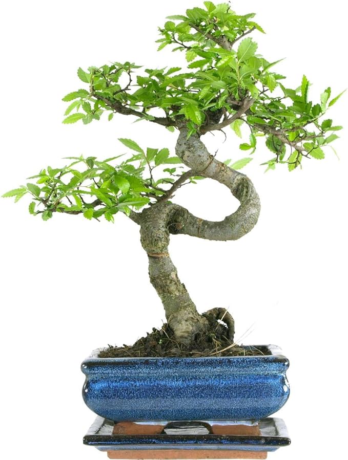bonsai tree