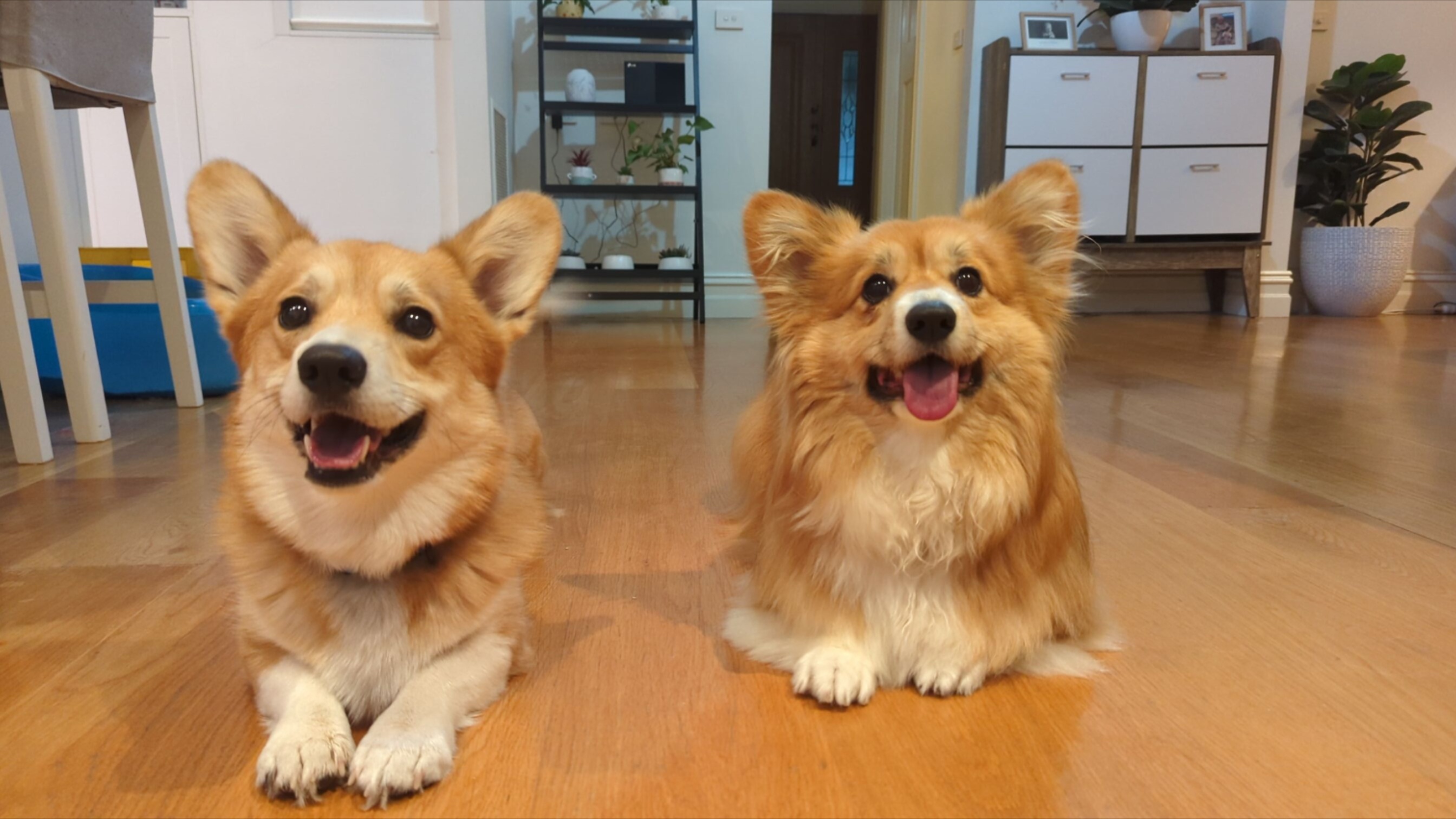 corgis