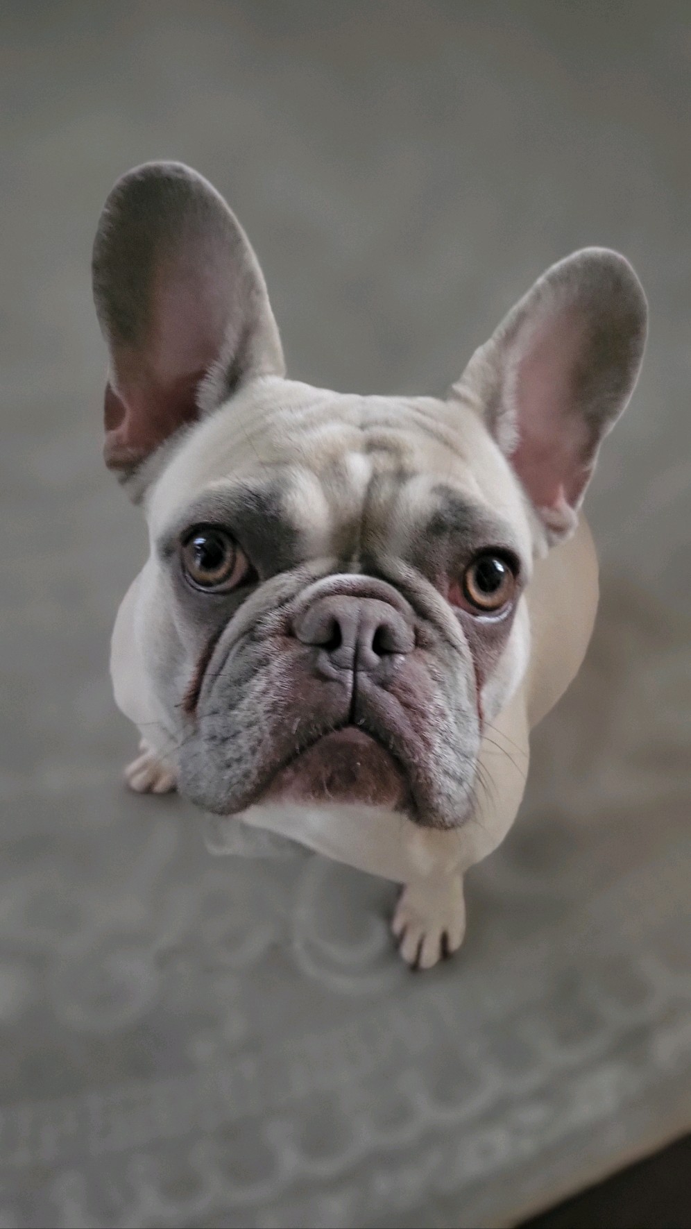Freya the Frenchie, a Lilac Fawn French Bulldog, gazing sweetly into the camera.