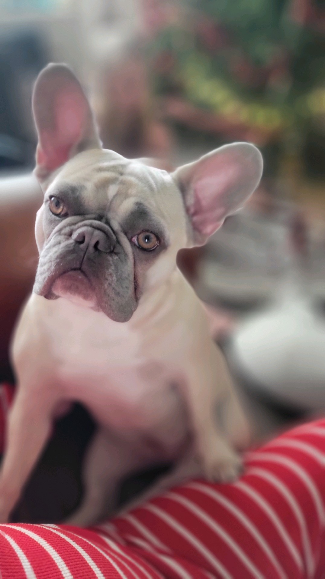 Freya the Frenchie looking into the camera contemplatively.