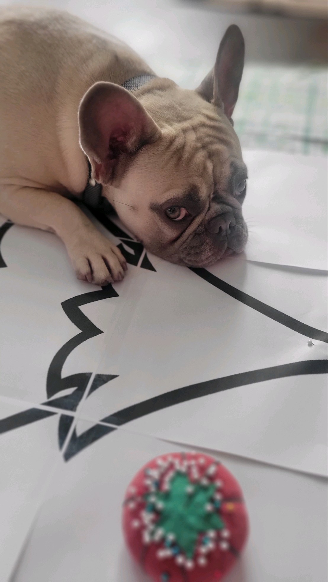 Freya the Frenchie sulking on a sewing pattern because
      she was told to leave the pin cushion alone.