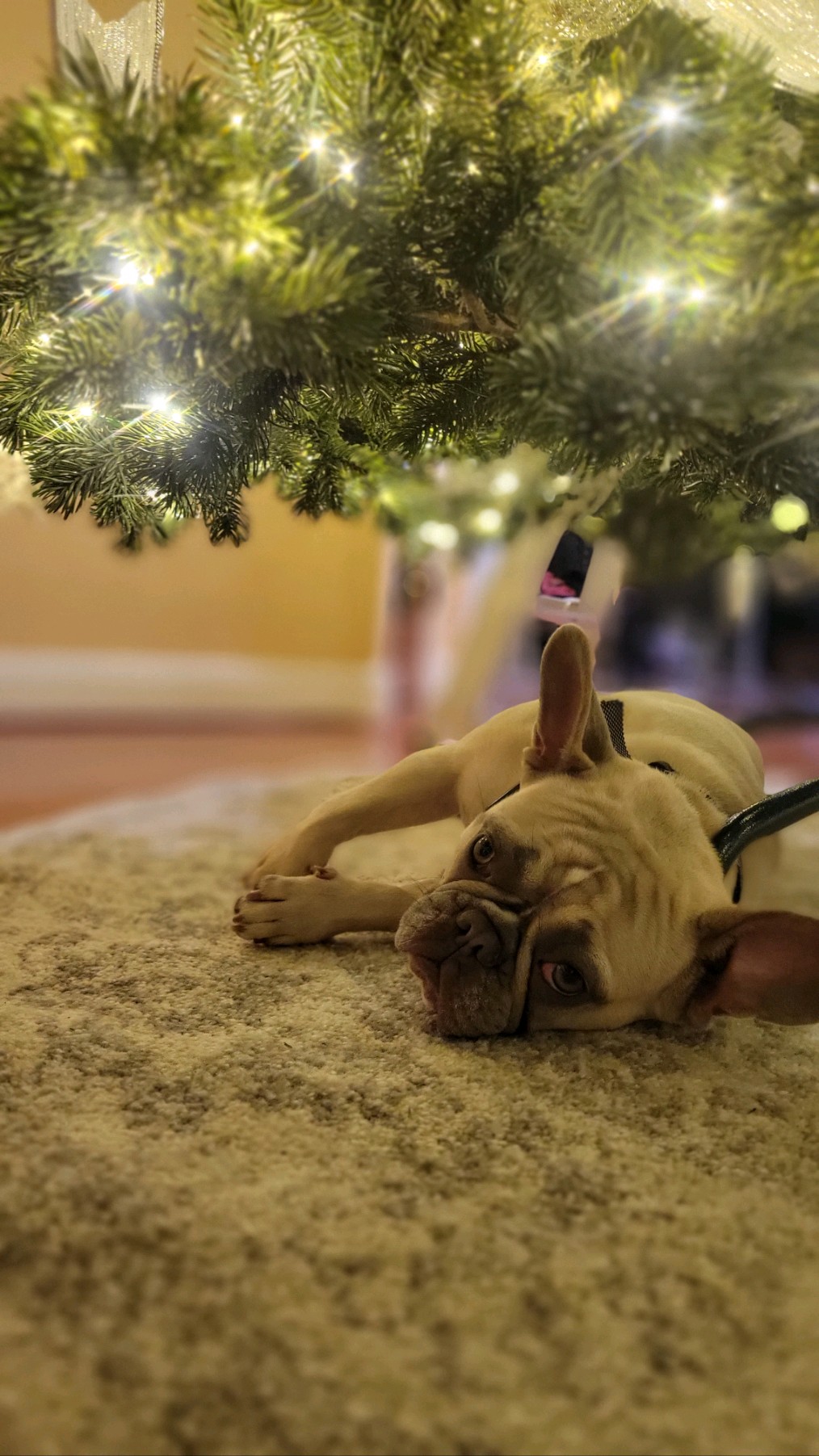 Freya the Frenchie relaxing under a Christmas tree looking a little woeful.