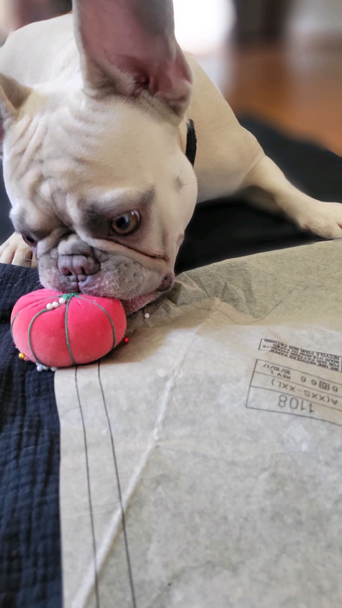 Freya the Frenchie being a bad baby and biting the tomato pin cushion.