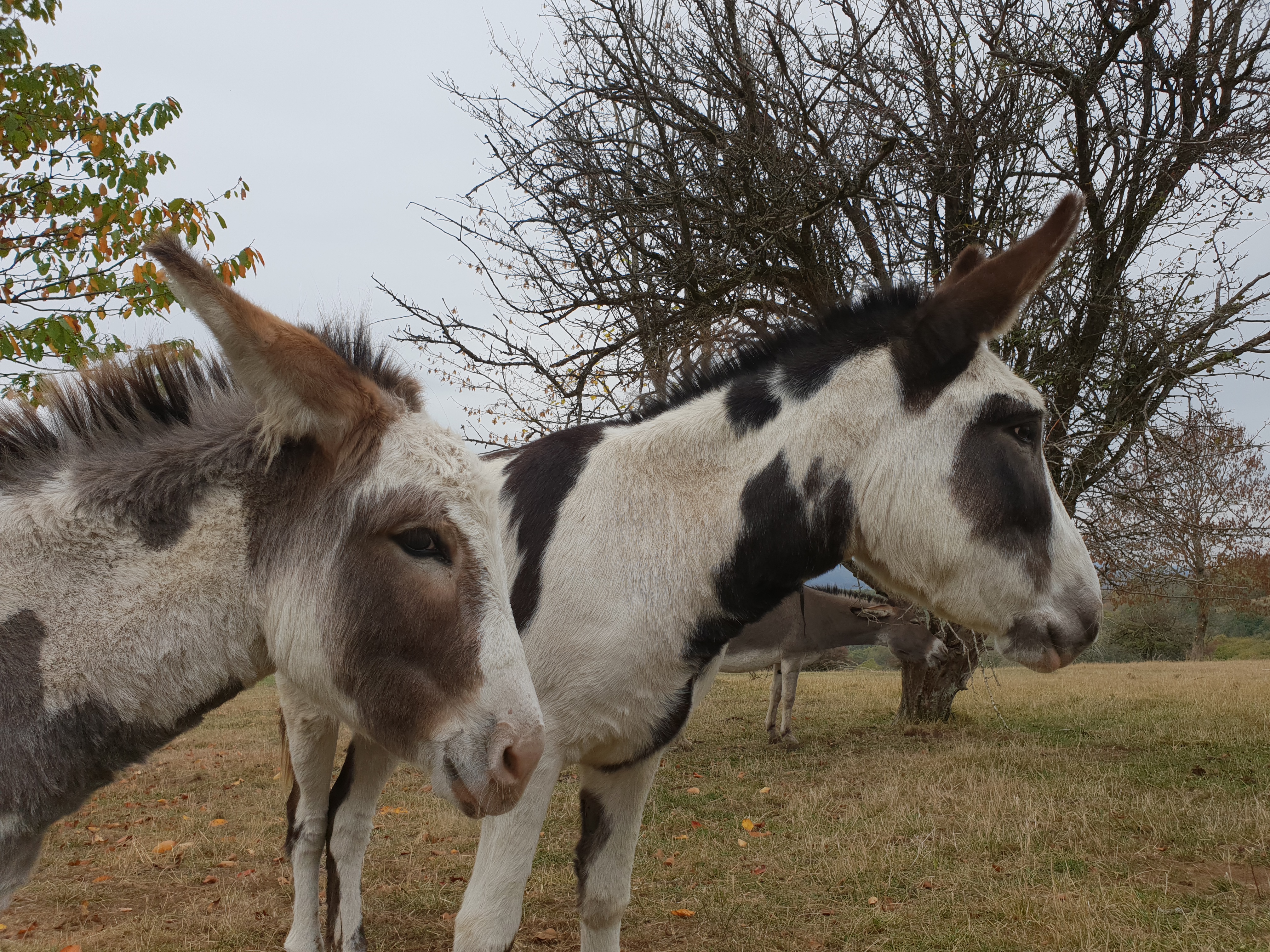 two donkeys give each other comfort