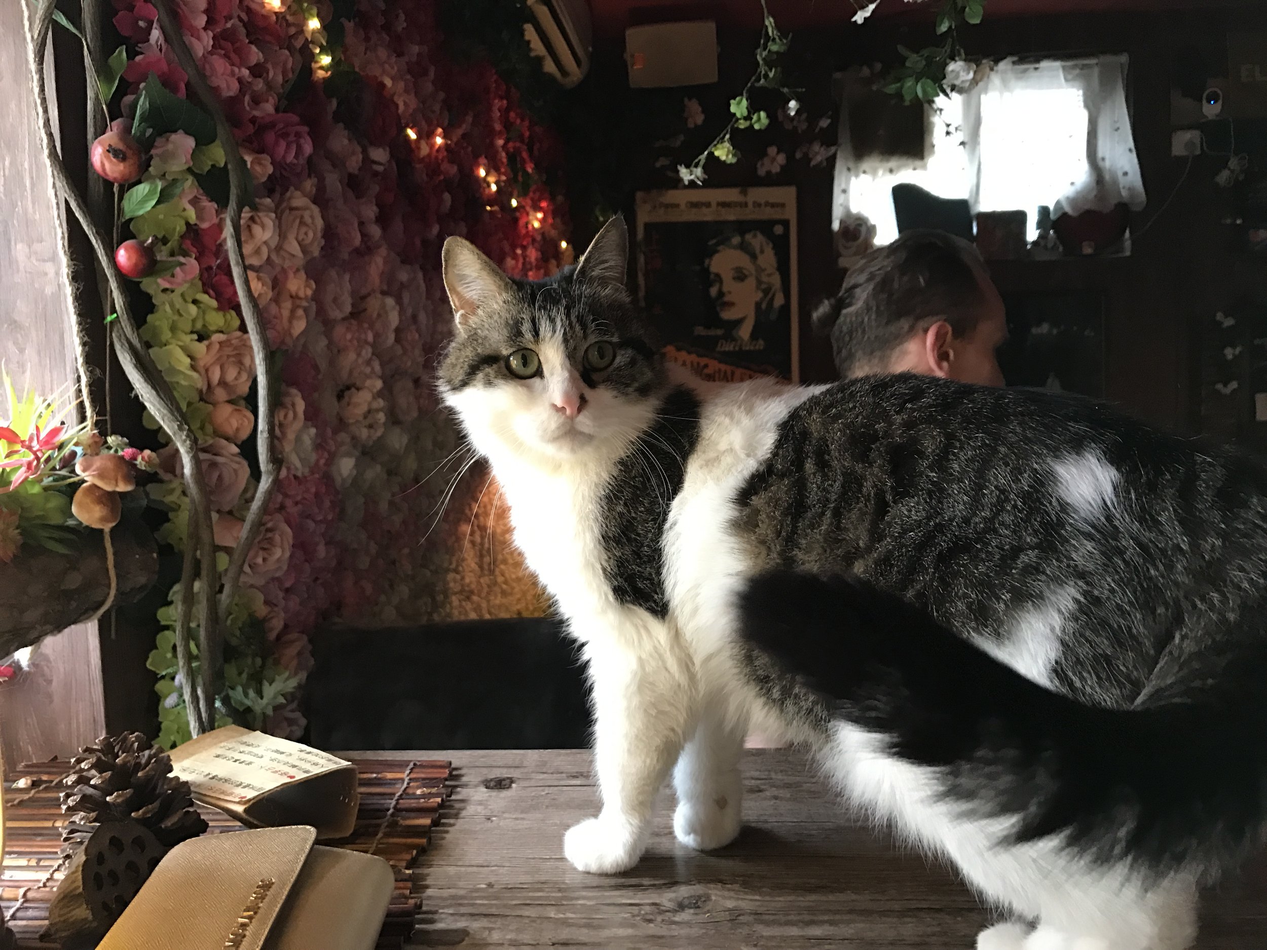Cat standing on a café table
