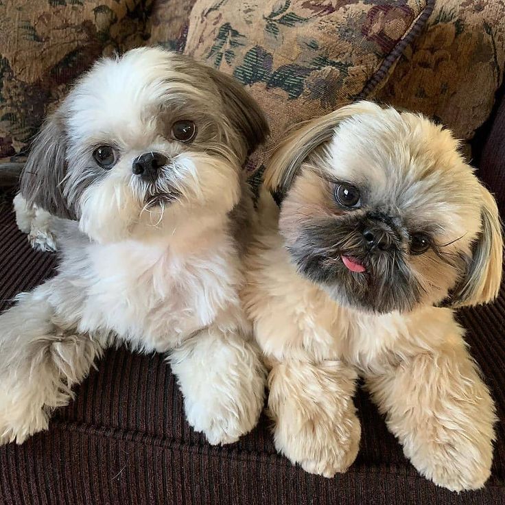 shih tzu puppies