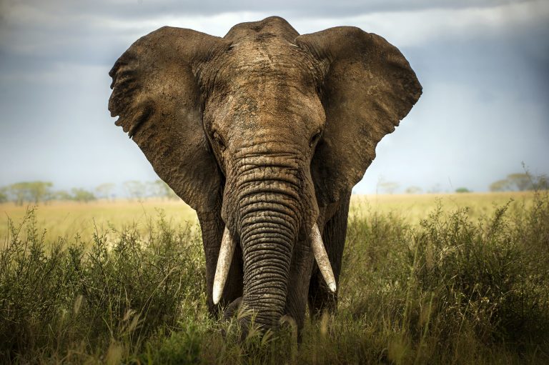 African bush elephant