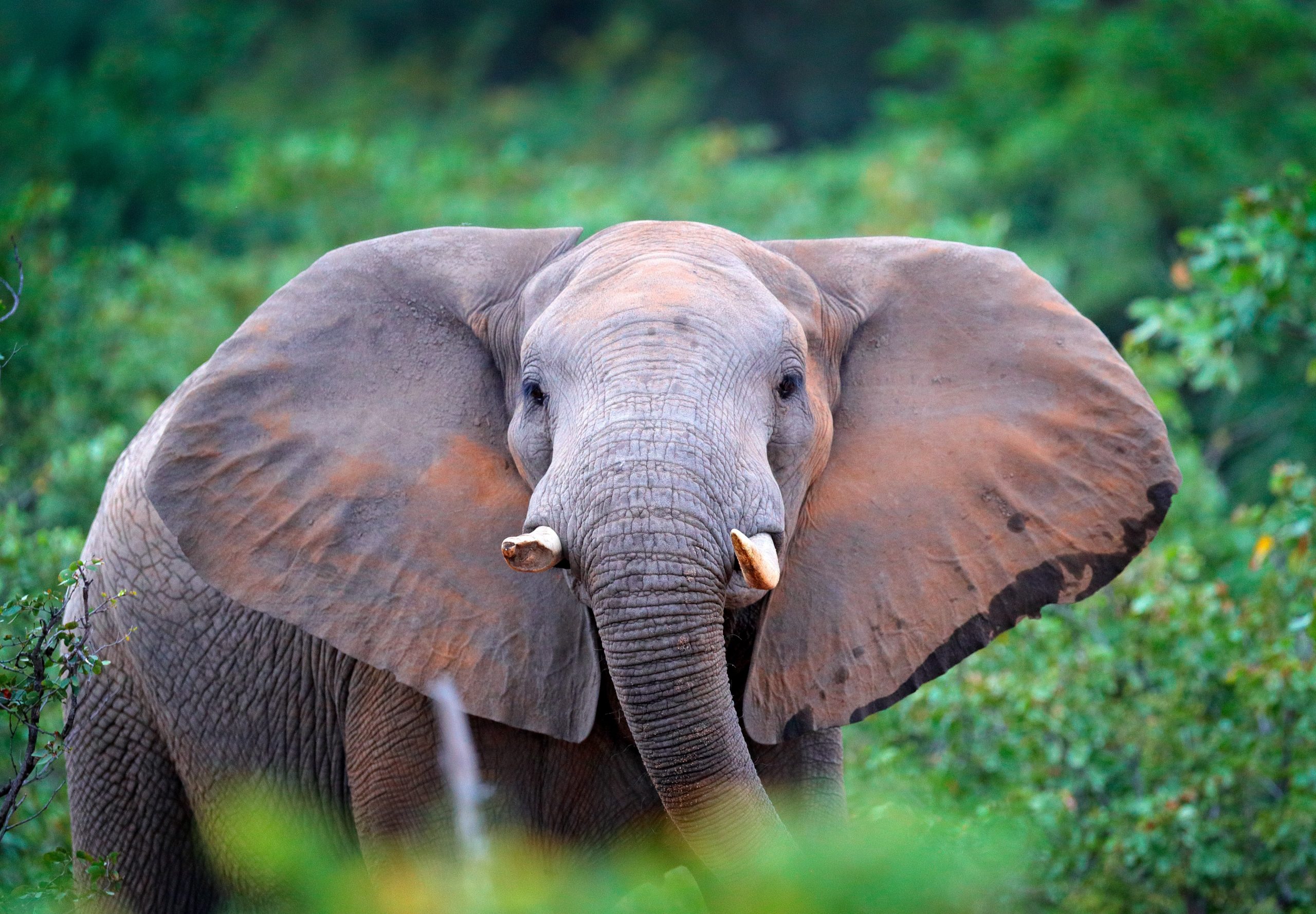 African forest elephant