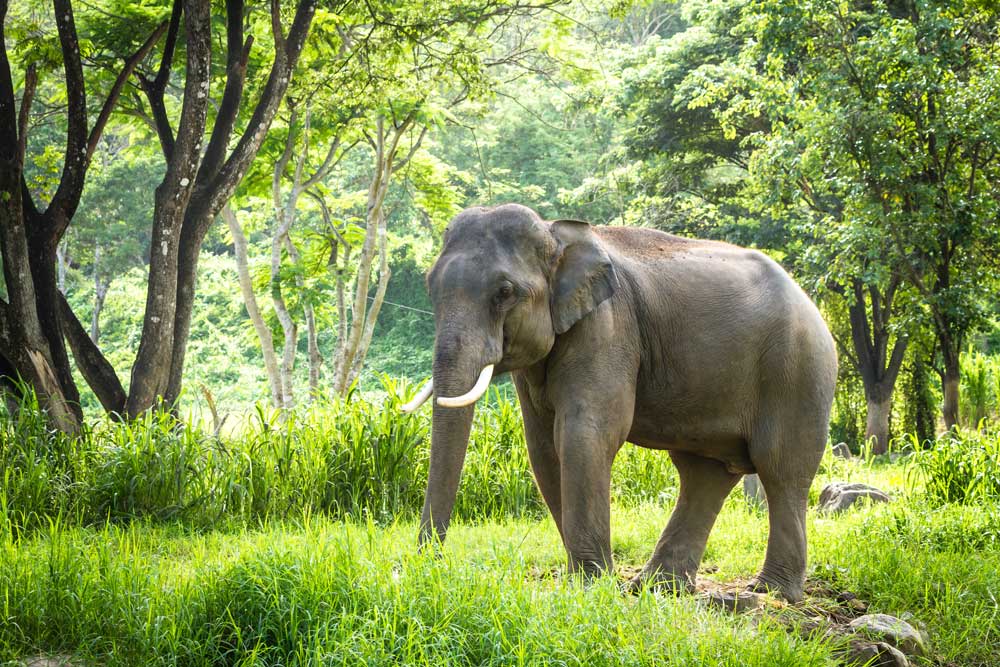 Asian elephant