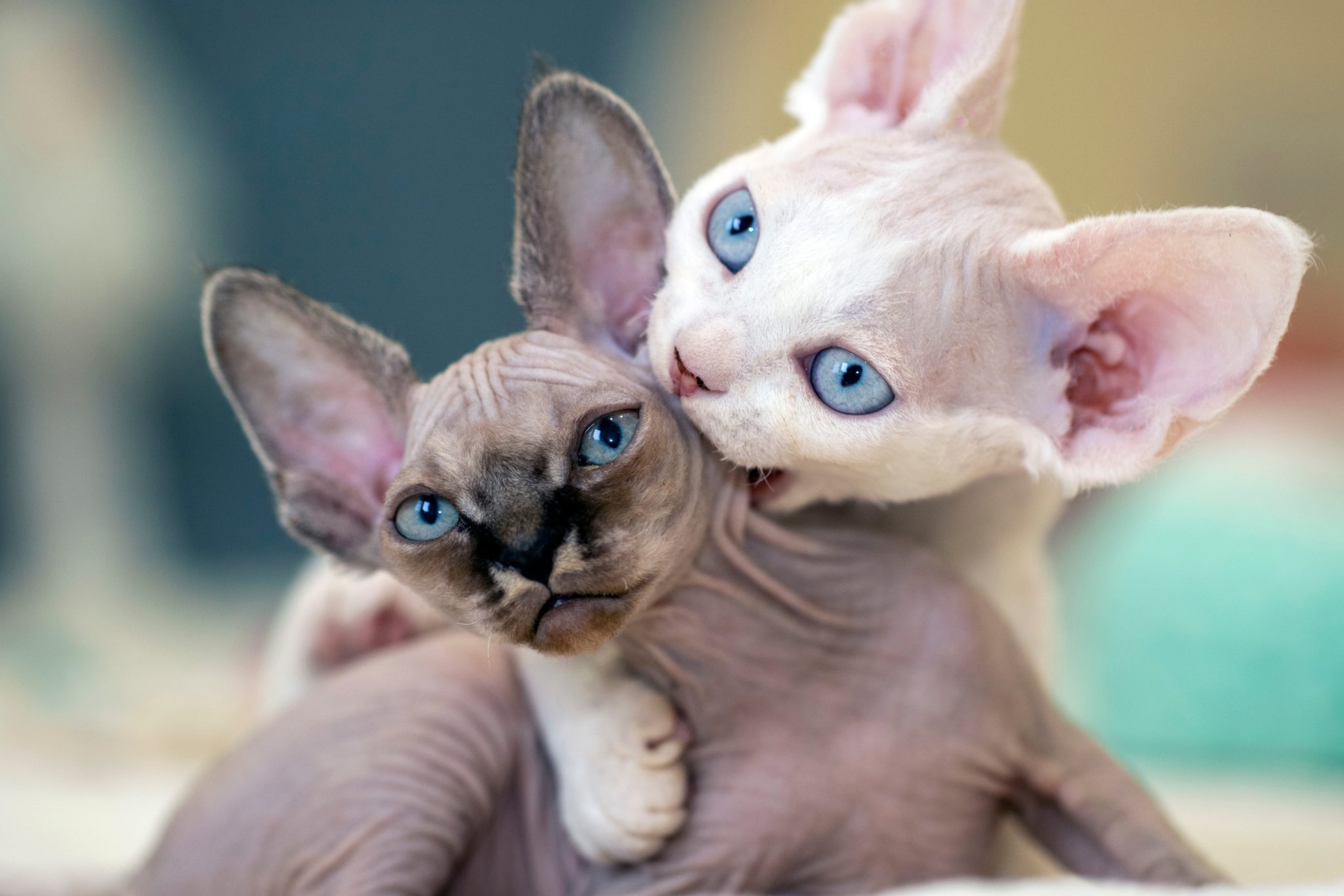 devon rex kitten