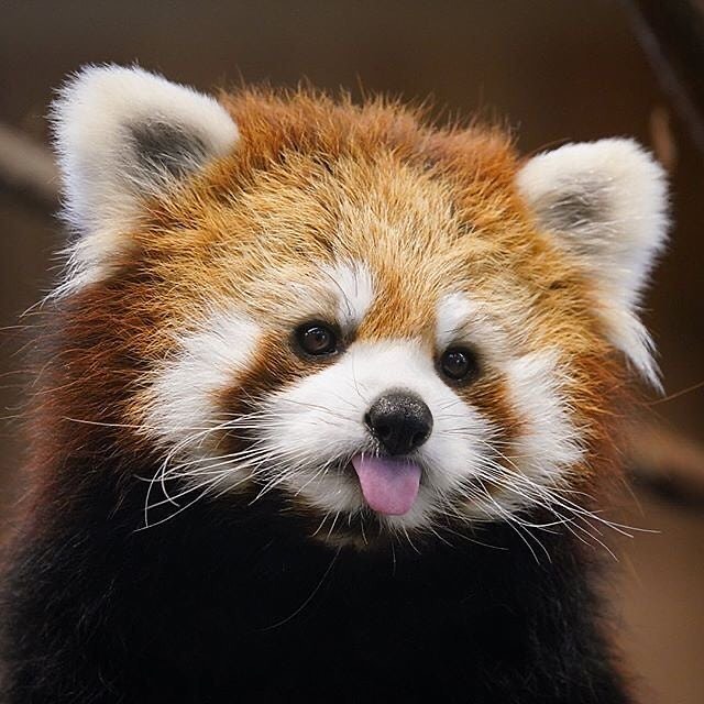 Red panda sticking its tounge out