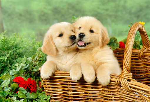 Golden Retrievers