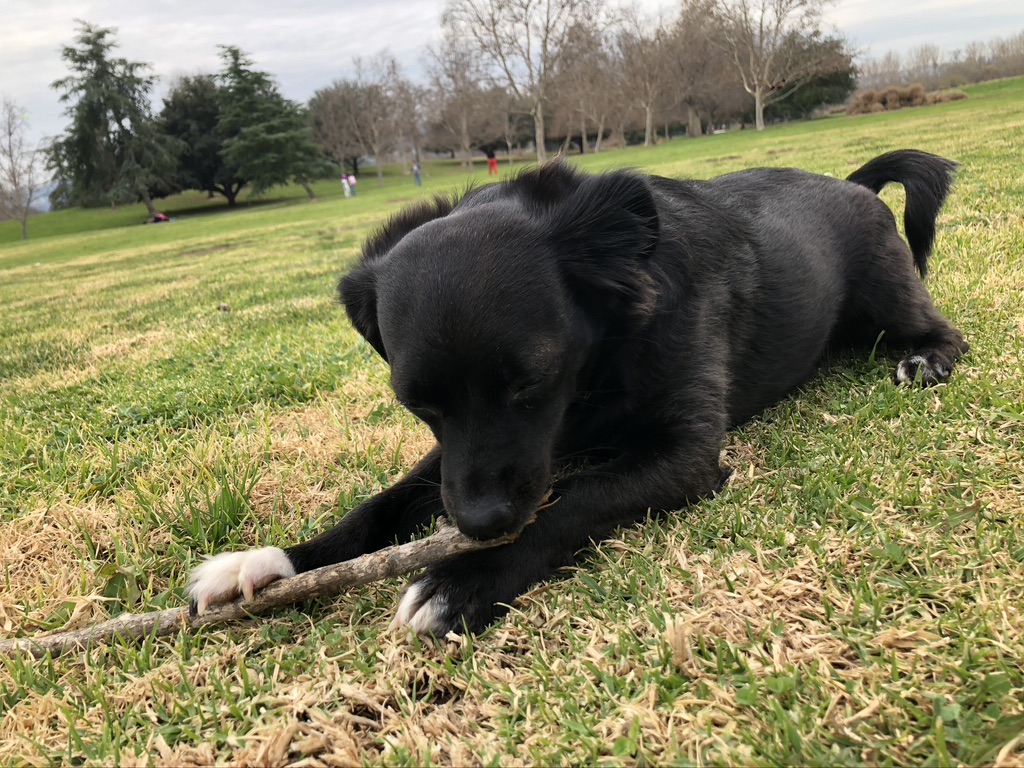 Enjoying a stick
