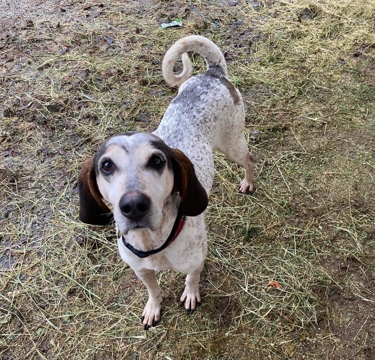 red redford dog profile picture