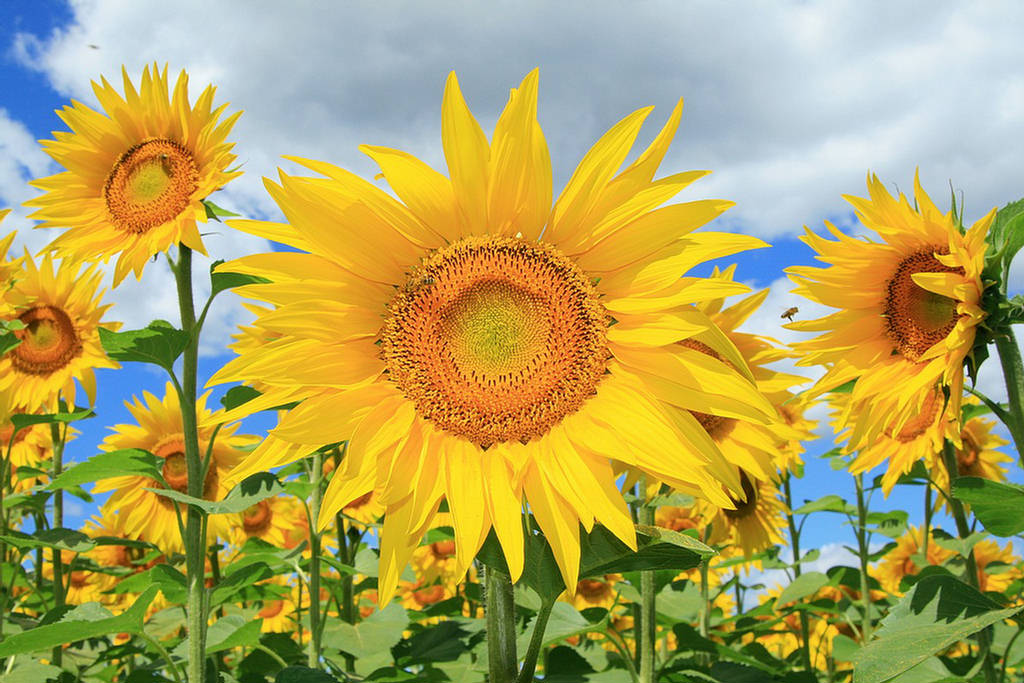 Sunflower field