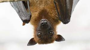 Flying Fox
