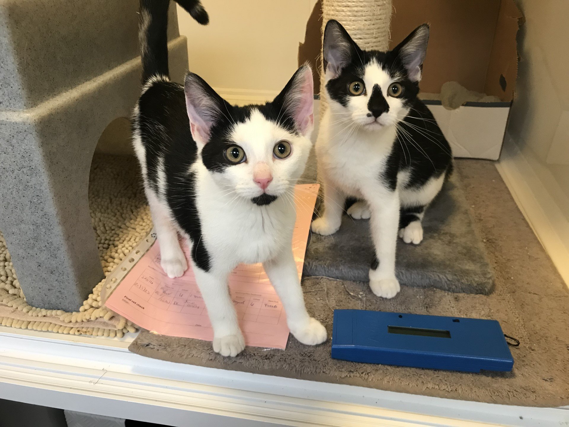 2 black and white kittens staring at camera