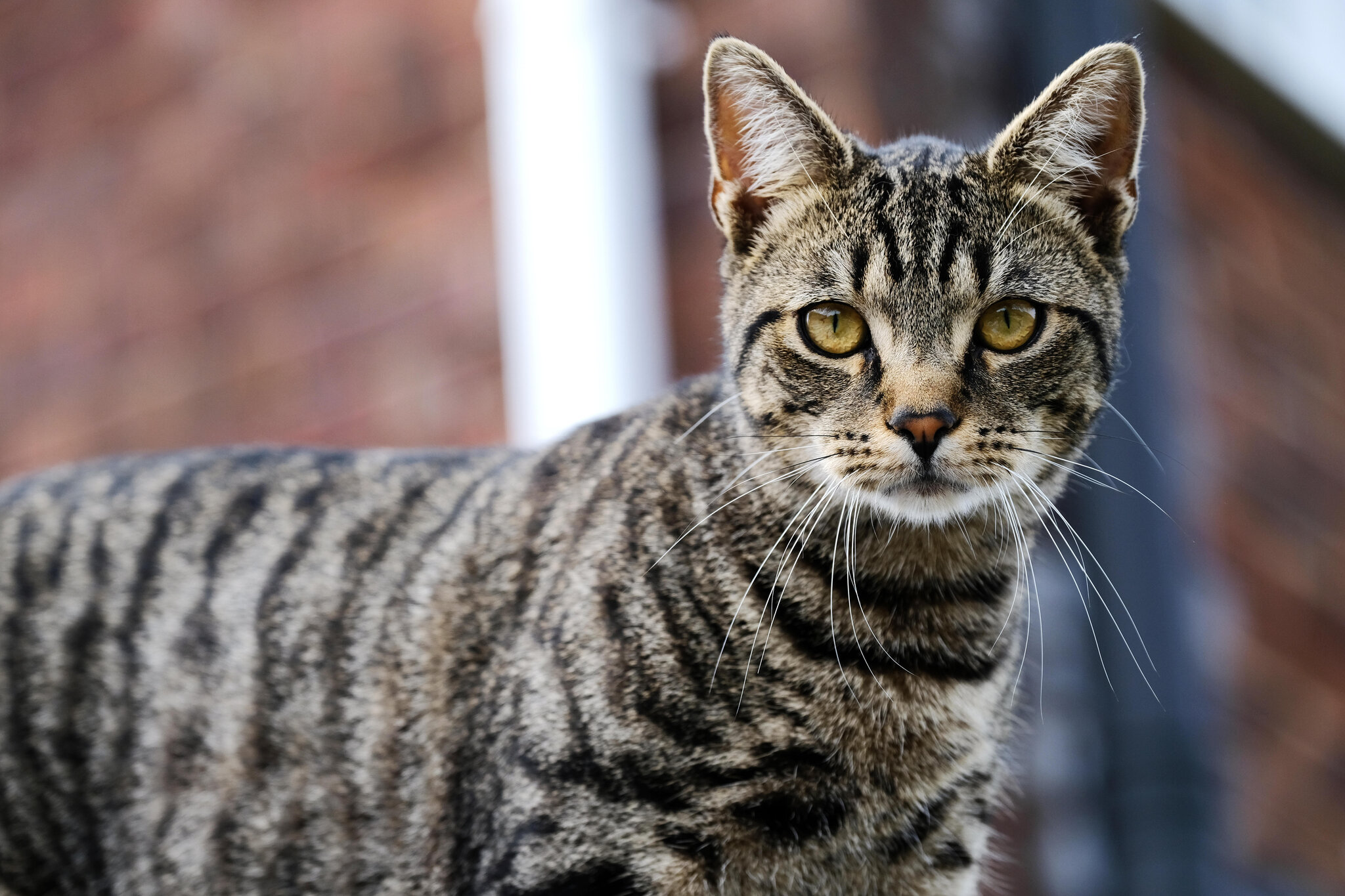 Image of a tabby cat