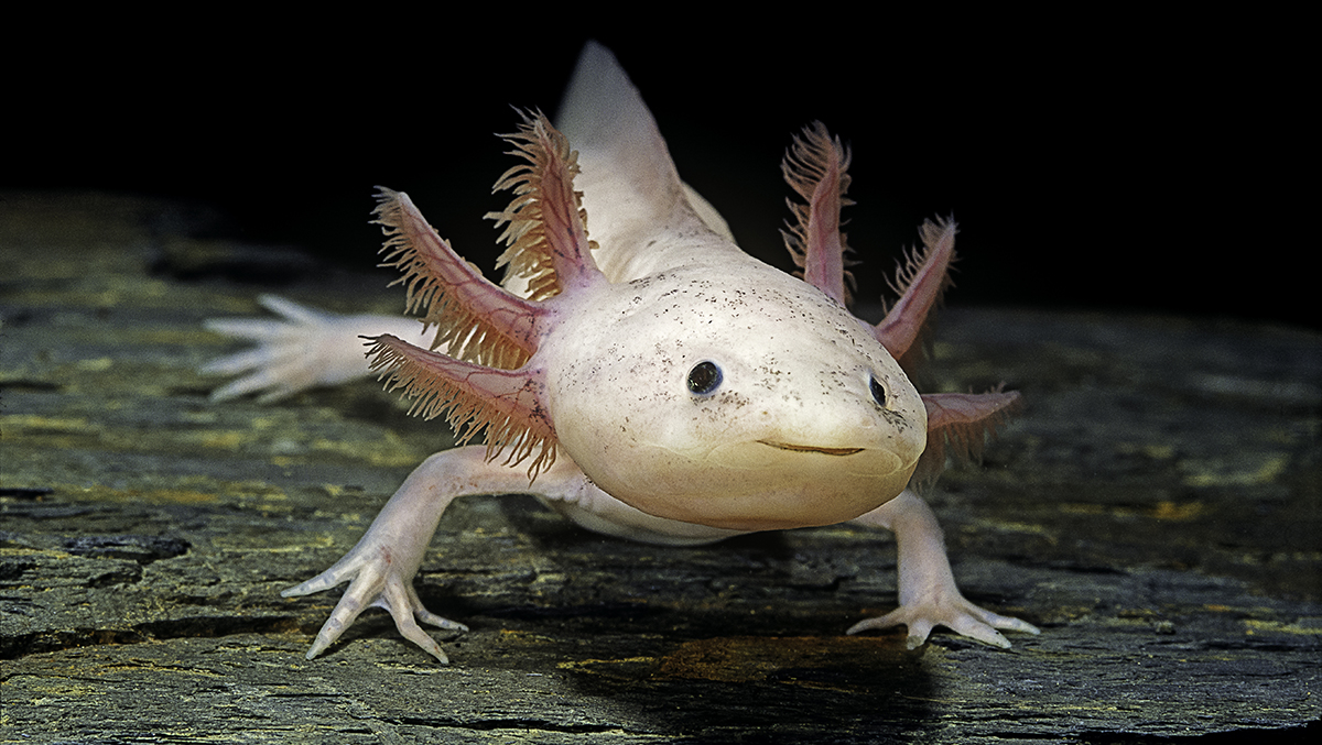 axolotl