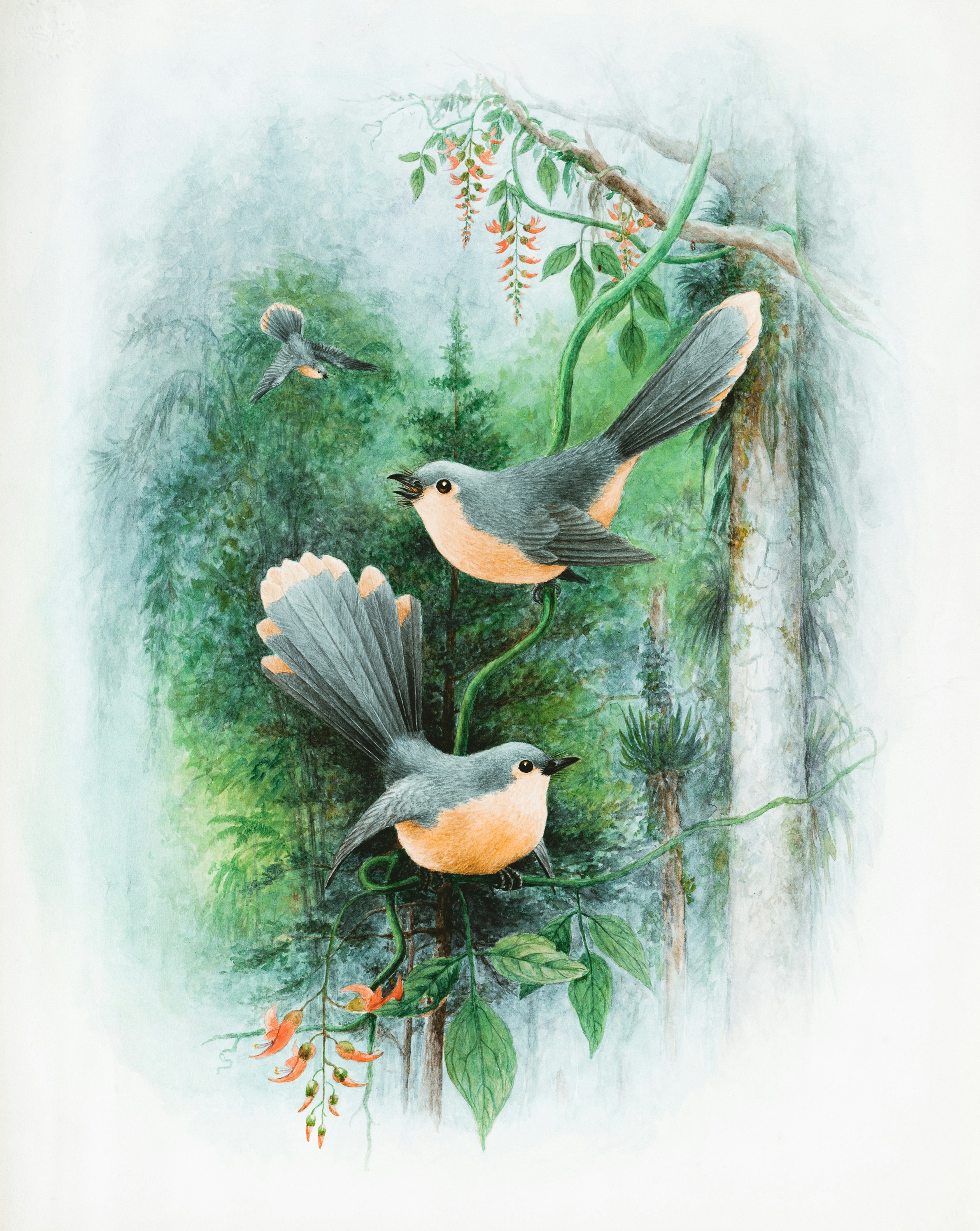 Image of painted birds