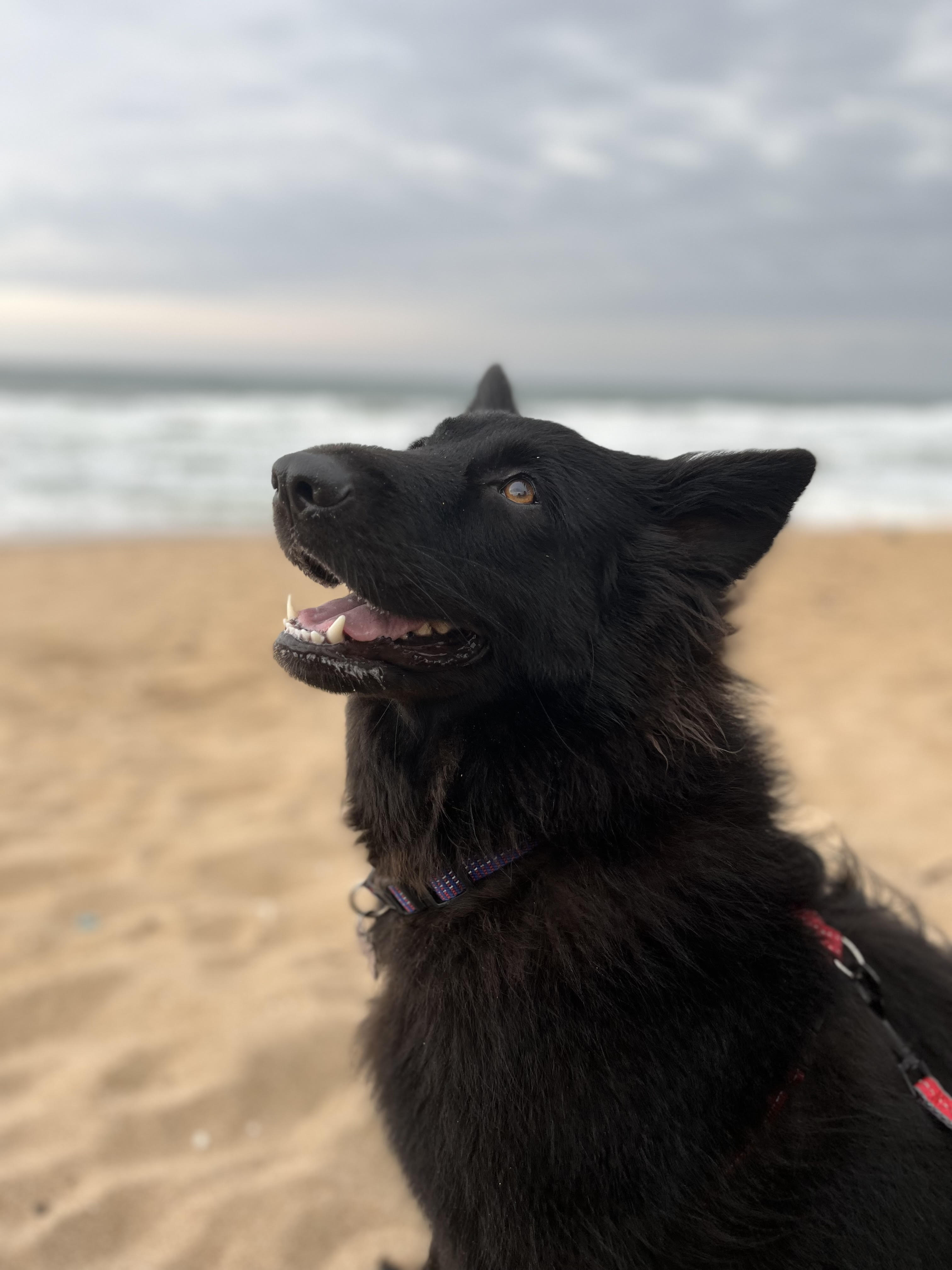 Skyler, The Long-Haired Black German Shepherd
