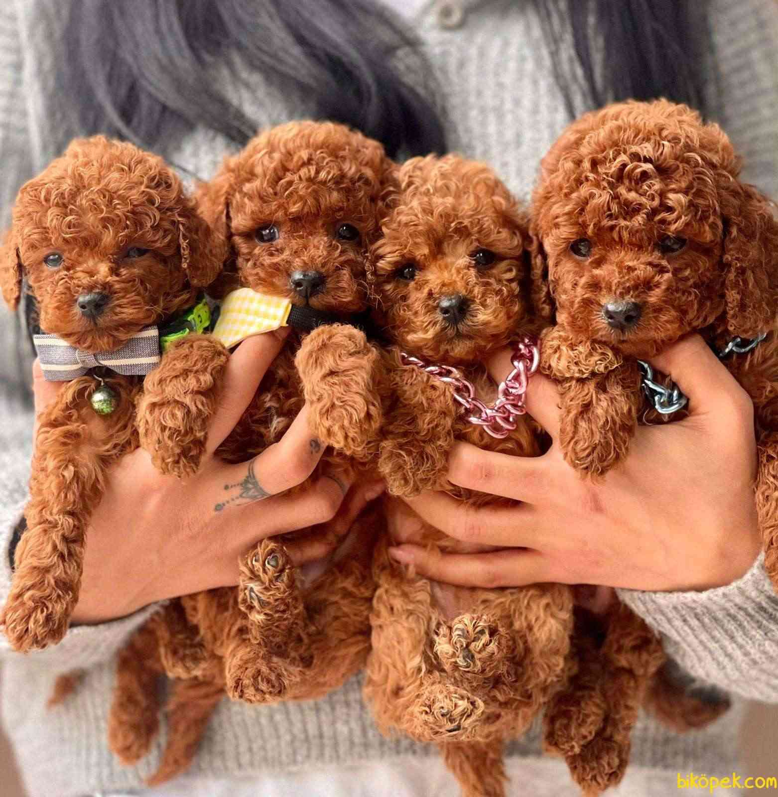 group Poodle